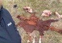 Елорда маңында мал ұрлығымен айналысқан қылмыстық топ ұсталды (ВИДЕО)