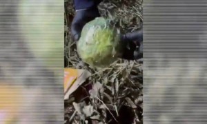 Алматыда синтетикалық есірткінің ірі партиясы тәркіленді (ВИДЕО)