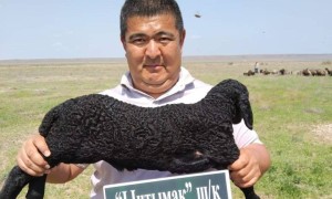 «Қаракөл қойының терісі алтынмен бірдей бағалы болып тұр»