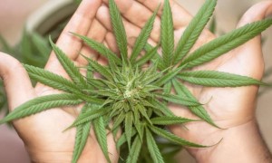 Қазақстанда қарасора өсіруге рұқсат берілді