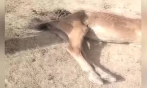 «35 жылдан бері болмаған құрғақшылық»: Түркістанда мал қырылып жатыр