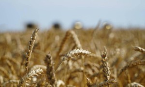 Қазақстандық бидайдың сапасы Арменияда жоғары бағаланды