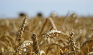 Үкімет астық экспортын қолдауға қосымша 7 млрд теңге бөлді