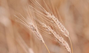 Қазақстан екінші жыл қатарынан рекордтық дәнді дақыл өнімін жинауда: 2025 жылы - 27,1 млн тоннадан асты