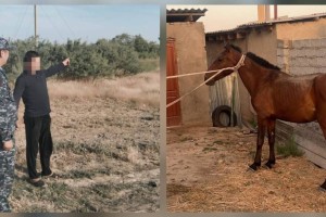 Түркістанда мал ұрлығымен айналысқан күдіктілер ұсталды (ВИДЕО)