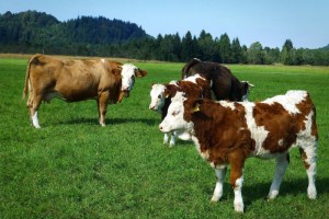 Жуалыда «Ауыл аманаты» бойынша 1 130 адам тұрақты жұмыспен қамтылды