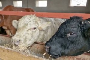 «Көптерек ауылында 6 955 бас мал сатып алынды»