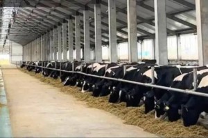 Павлодар облысында 14 миллиард теңгеге тауарлы-сүт ферма салынып жатыр