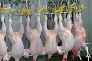 «Құс етінің 65-70 пайызы отандық өнім»