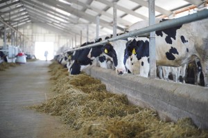 «Сиырдың терісін илеп, сүйегінен ұн жасағым келеді»