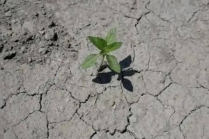 Еліміздің 5 облысында құрғақшылыққа байланысты ескерту жарияланды