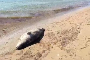 Жығылғанға жұдырық: Каспийде итбалықтар қырылып жатыр