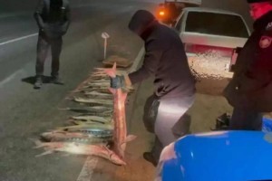 Маңғыстауда 120 келіден асатын бекіре балығы тәркіленді