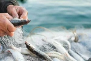 Бекіре балықтарының заңсыз айналымы үшін қылмыстық жаза қатаңдатылды