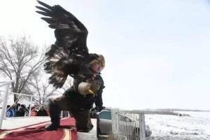 Құсбегілік чемпионатына қатысушыларға күн райы кедергі келтіріп тұр – федерация
