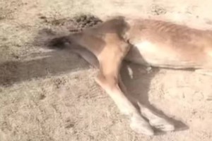 «35 жылдан бері болмаған құрғақшылық»: Түркістанда мал қырылып жатыр