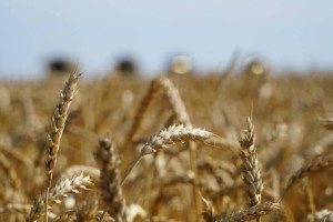 Қазақстандық бидайдың сапасы Арменияда жоғары бағаланды