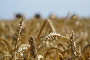 Үкімет астық экспортын қолдауға қосымша 7 млрд теңге бөлді