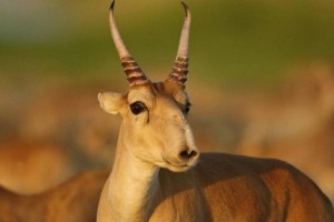 Қазақстан киік мүйізін экспорттауды қайта бастайды