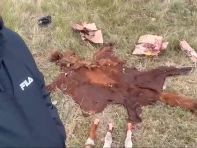 Елорда маңында мал ұрлығымен айналысқан қылмыстық топ ұсталды (ВИДЕО)