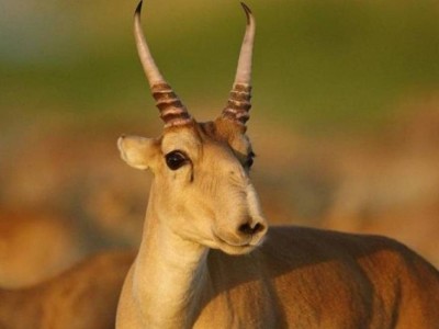 Қазақстан киік мүйізін экспорттауды қайта бастайды