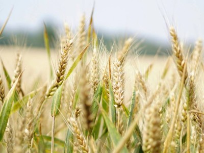 Соңғы 20 жылдағы ең жоғары көрсеткіш:  Қазақстан 13,4 млн тонна астық экспорттаған