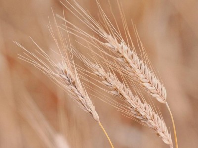 Қазақстан екінші жыл қатарынан рекордтық дәнді дақыл өнімін жинауда: 2025 жылы - 27,1 млн тоннадан асты