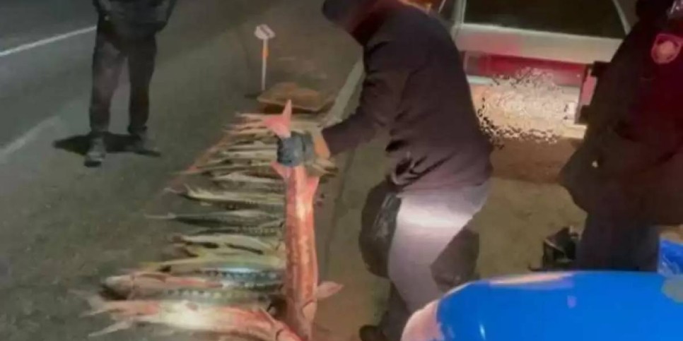 Маңғыстауда 120 келіден асатын бекіре балығы тәркіленді