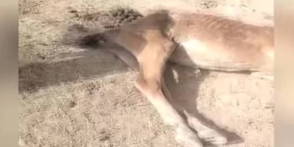 «35 жылдан бері болмаған құрғақшылық»: Түркістанда мал қырылып жатыр