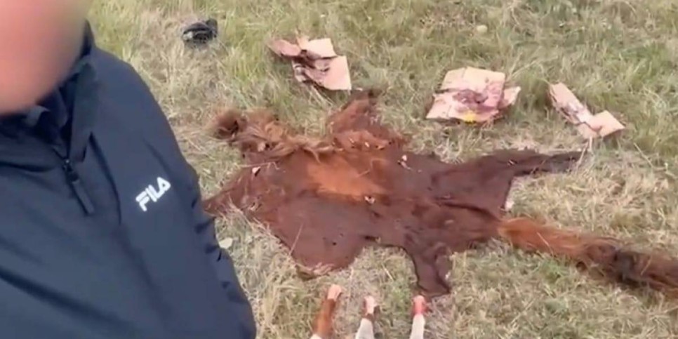 Елорда маңында мал ұрлығымен айналысқан қылмыстық топ ұсталды (ВИДЕО)