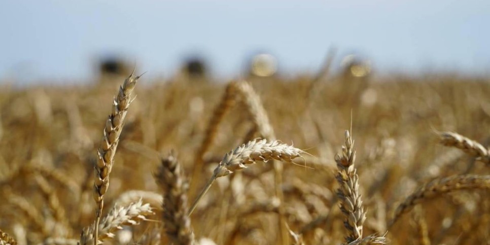 Қазақстандық бидайдың сапасы Арменияда жоғары бағаланды