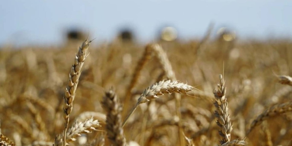 Үкімет астық экспортын қолдауға қосымша 7 млрд теңге бөлді